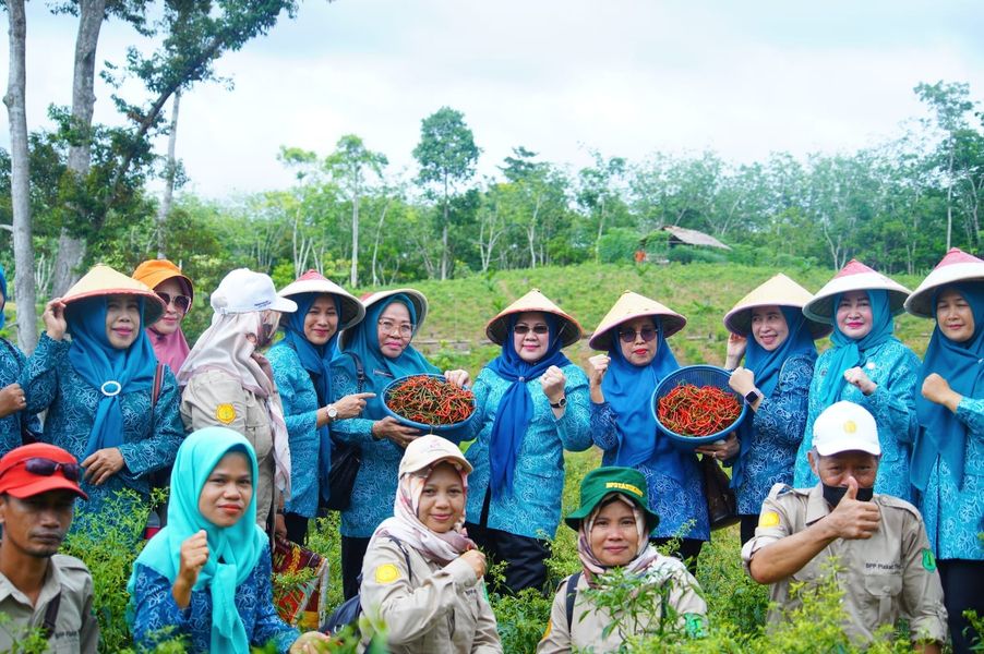 Bareng Warga, Pj Ketua TP PKK Muba Panen Cabai Merah 