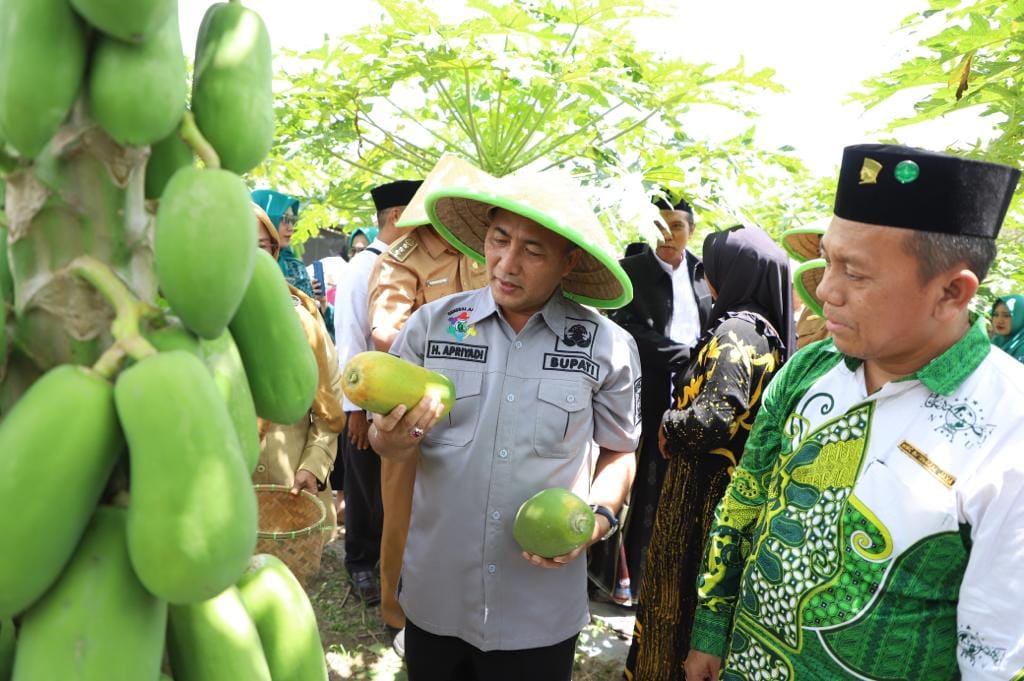 Panen Kates Kalifornia Hingga Cabai Merah di Tungkal Jaya