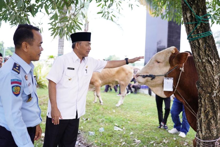 Salurkan Bantuan Hewan Kurban Sapi Limosin dan Brahman di Muba